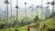 Kolumbien Wachspalme im Cocora Tal Kolumbien Wachspalme im Cocora Tal