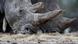 Frankreich Nashorn in Zoo erschossen und Horn abgesägt Frankreich Nashorn in Zoo erschossen und Horn abgesägt