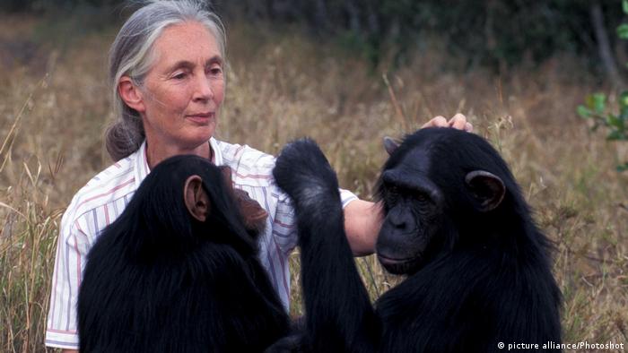 4th Nov 1960 - Jane Goodall observes chimpanzees creating tools (picture alliance/Photoshot)