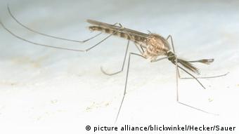 Foto einer Malaria-Mücke.