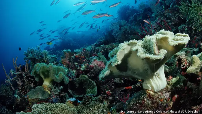 Uno de los afectados silenciosos son los corales, que están muriendo en todos los oceanos debido al calentamiento del agua. Al morir los corales, se muere el sustento de comida de muchas especies de peces, que son parte de la dieta de quienes viven en esas zonas. Eso sin mencionar que el turismo disminuye porque dejan de ser sectores atractivos, afirma Henry Briceño. 