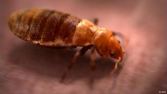 how-do-u-say-bed-bugs-in-spanish-psoriasisguru