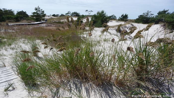 Sand dunes on the Fischland-Darss-Zingst peninsula