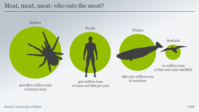 Blood Lust Scientists Say Spiders Eat Up To Twice As Much Meat As Humans Science In Depth Reporting On Science And Technology Dw 15 03 2017