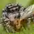 Springspinne Phidippus mystaceus saugt eine Mücke aus