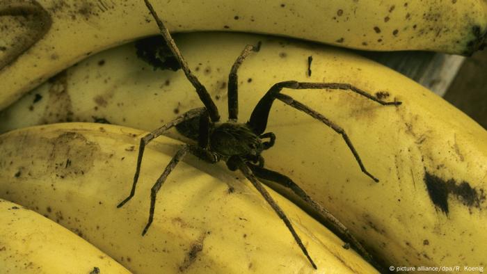 Brazilian Wandering Spider Alert Shuts Down German Supermarket News Dw 16 03 2017