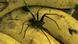 Kammspinne Bananenspinne Kammspinne Bananenspinne