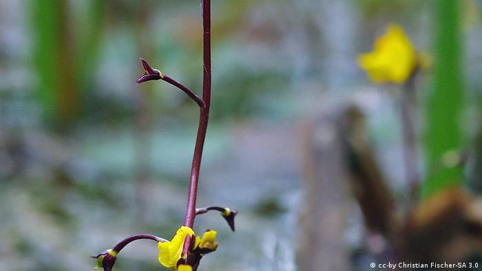 Utricularia vulgaris (cc-by Christian Fischer-SA 3.0)