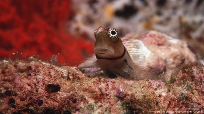 Blenny fish (picture-alliance/blickwinkel/H. Goethel)