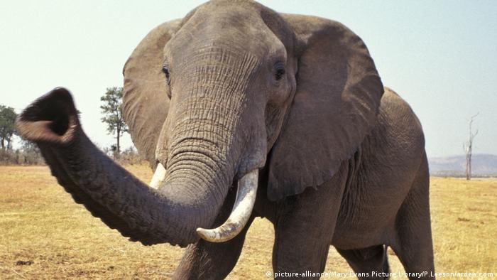 Elephant trunk (picture-alliance/Mary Evans Picture Library/P.Leeson/ardea.com)