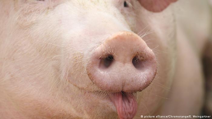 Pig snout (picture alliance/dpa/E.Weingartner)
