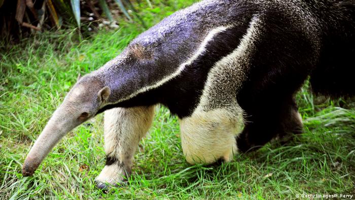 Sniffing Anteater (Getty Images/F.Perry)