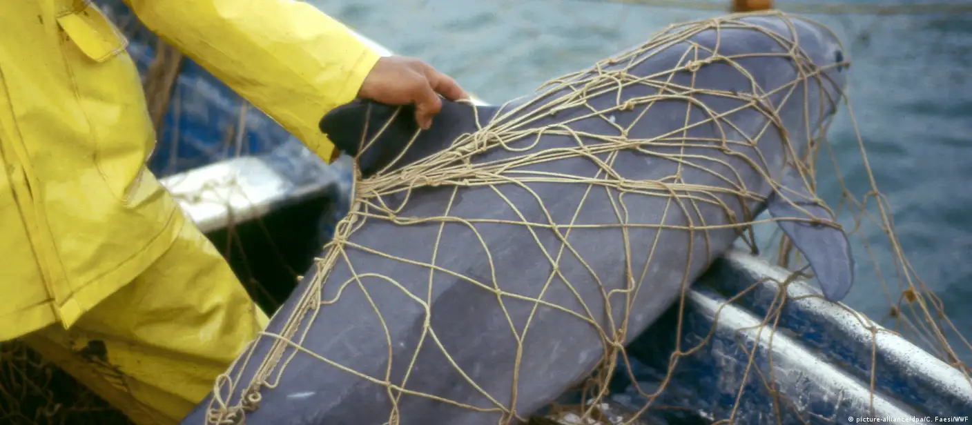 Hope to save vaquita porpoise is dwindling – DW – 08/14/2019