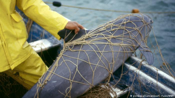 A vaquita caught in a fisherman's net on a boat 