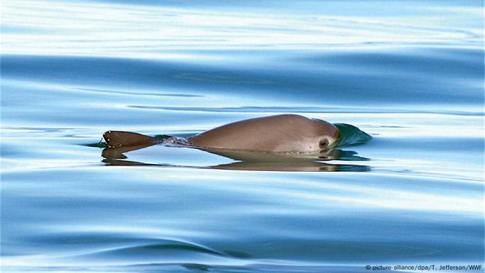 Artensterben Schweinswal Vaquita