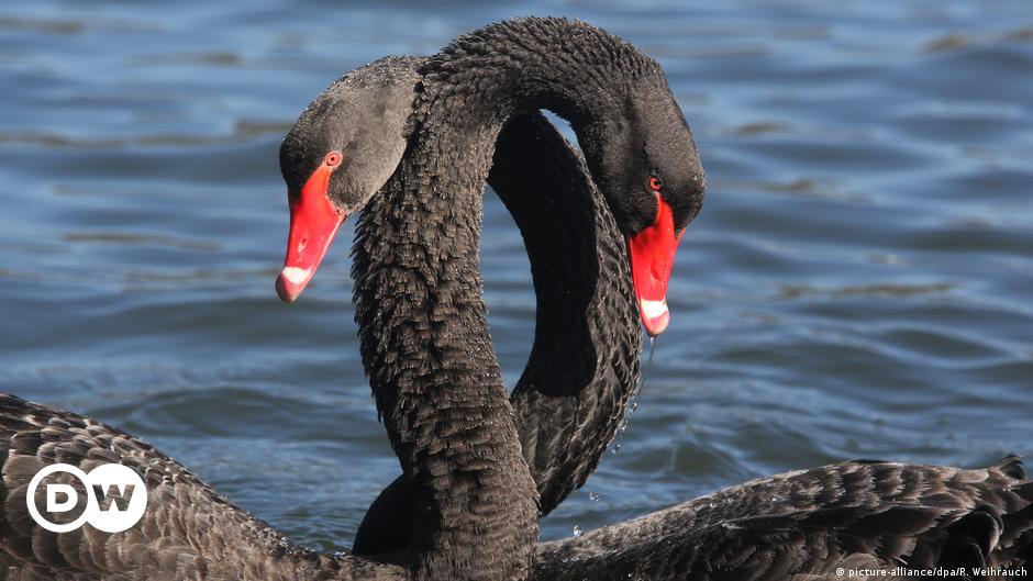 mover attribut Fredag Black swan at Bavarian palace seeks partner | News | DW | 10.08.2017