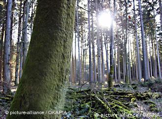 Wald in Deutschland (Foto: picture-alliance)