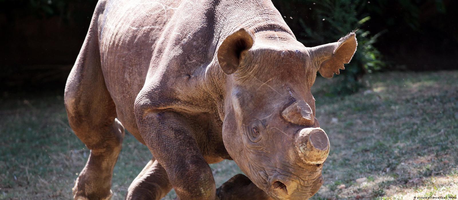 Drastic steps to protect captive rhinos – DW – 03/24/2017