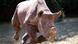 Südafrika Schwarzes Rhinozeros ohne Horn Südafrika Schwarzes Rhinozeros ohne Horn