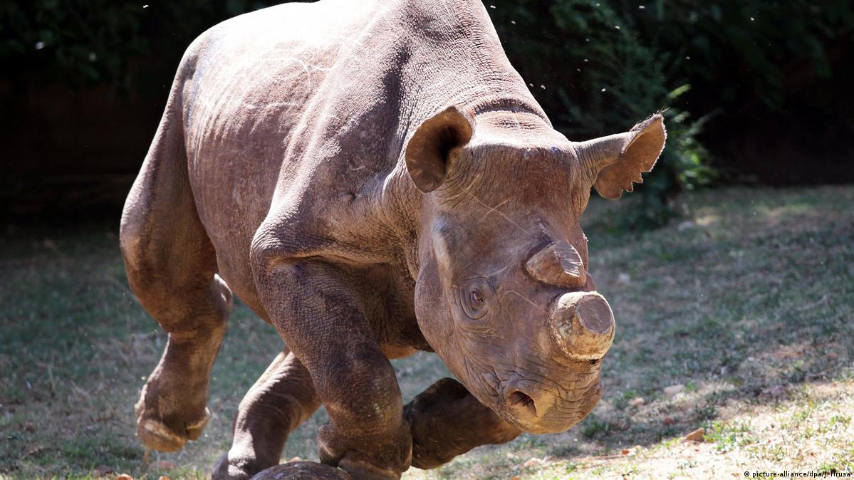 Captive rhinos: Tìm hiểu về những con tê giác bị bắt cóc trong đầm lầy và những nỗ lực được đưa ra để bảo vệ chúng. Hình ảnh này sẽ cho bạn cái nhìn sâu sắc về cuộc chiến để bảo vệ loài động vật hiếm có này khỏi sự tuyệt chủng.
