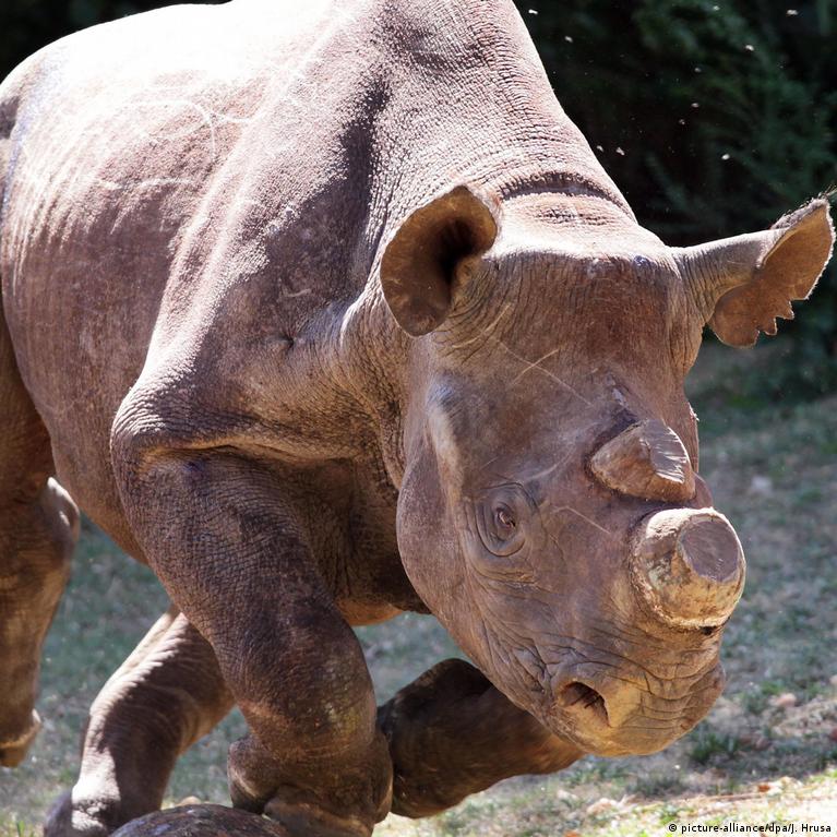 Captive rhinos: Xem hình ảnh về captive rhinos để hiểu rõ hơn về nghịch cảnh của các động vật hoang dã đang bị giam giữ. Chúng cần sự chú ý và sự quan tâm của chúng ta để thúc đẩy các chính sách bảo vệ động vật hoang dã. Hãy cùng chia sẻ thông điệp này để giúp chúng được tự do hơn.