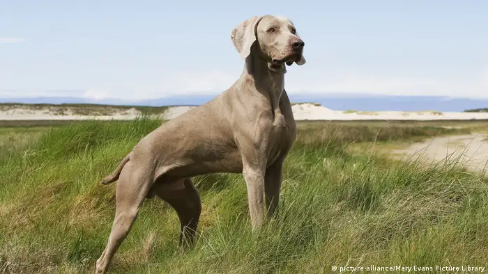 Weimaraner (picture-alliance/Mary Evans Picture Library)