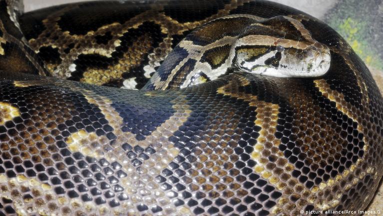 Labia pirsing porno video onlayn Rus talabalari bilan ormonda jinsiy aloqa