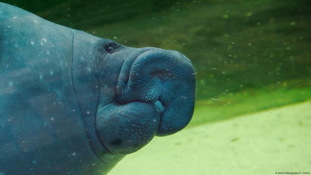 Manatees: Gentle Giants Of The Seas – DW – 08/20/2019