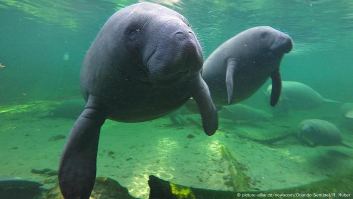 Manatees Gentle Giants Of The Seas All Media Content Dw 20 08 2019