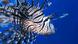 Lionfish Lionfish