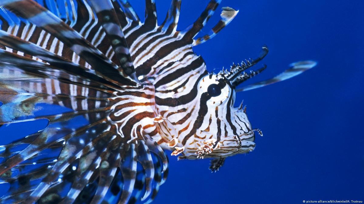 Poisonous lionfish in Italian waters – DW – 03/30/2017