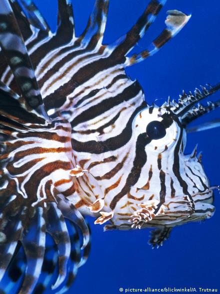 zebra saltwater fish