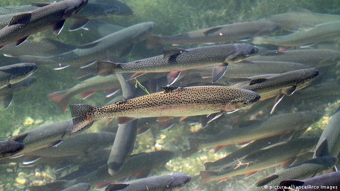 Rainbow trout (picture alliance/Arco Images)