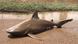 An undated supplied image released March 30, 2017, shows a bull shark that was found in a puddle near the town of Ayr, located south of Townsville An undated supplied image released March 30, 2017, shows a bull shark that was found in a puddle near the town of Ayr, located south of Townsville