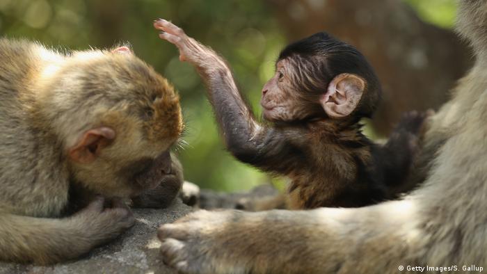 обезьяны маготы