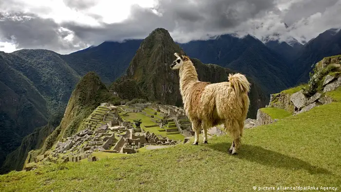 A llama above Machu Picchu