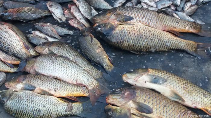 Dead fish Lake Naivasha