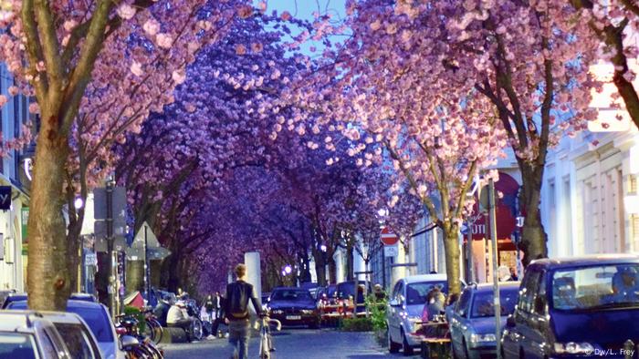 Además de la Heerstrasse, los estrechos pasajes en el centro histórico de Bonn, antigua sede del Gobierno alemán, atraen a los turistas. En primavera, las flores de cerezo añaden más encanto a las calles, que parecen detenidas en el tiempo, con sus farolas, adoquines y fachadas antiguas.