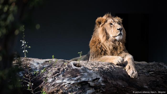 Binatang Dengan Gigi Terbanyak Semua Konten Media Dw 28 06 2017 Binatang Dengan Gigi Terbanyak Semua Konten Media Dw 28 06 2017