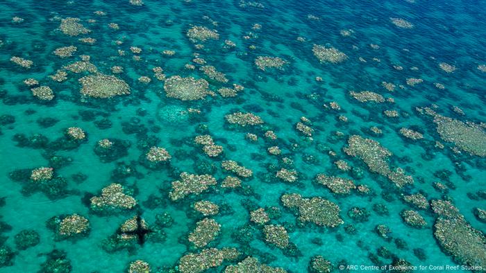 Korallenbleiche Bedroht Zwei Drittel Des Great Barrier Reefs Wissen Umwelt Dw 11 04 2017