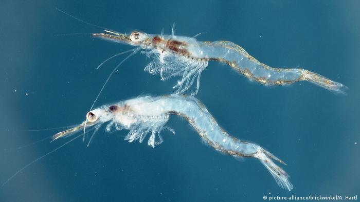 Antarktischer Krill (picture-alliance/blickwinkel/A. Hartl)
