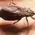Chagas-Krankheit | Vinchuca bug