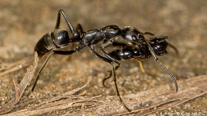 Ameise wird von anderer Ameise weggetragen (Frank et al. Sci. Adv. 2017)