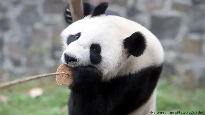 China Pandafieber in Niederlande Wu Wen (picture-alliance/Photoshot/X. Yubin)