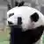China Pandafieber in Niederlande Wu Wen