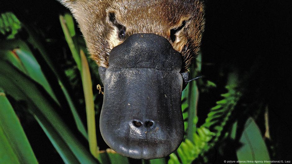 Platypus Serial Killings In Australia Dw 04122017