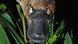 Schnabeltier platypus Schnabeltier platypus