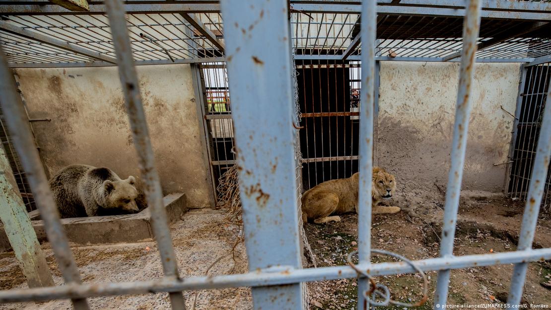 Animals evacuated from Aleppo zoo – DW – 07/29/2017