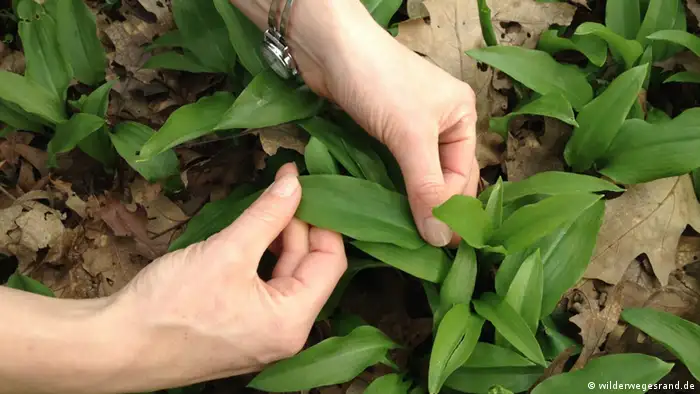 Two hands reaching into a patch of wild garlic (photo: wilderwegesrand.de)