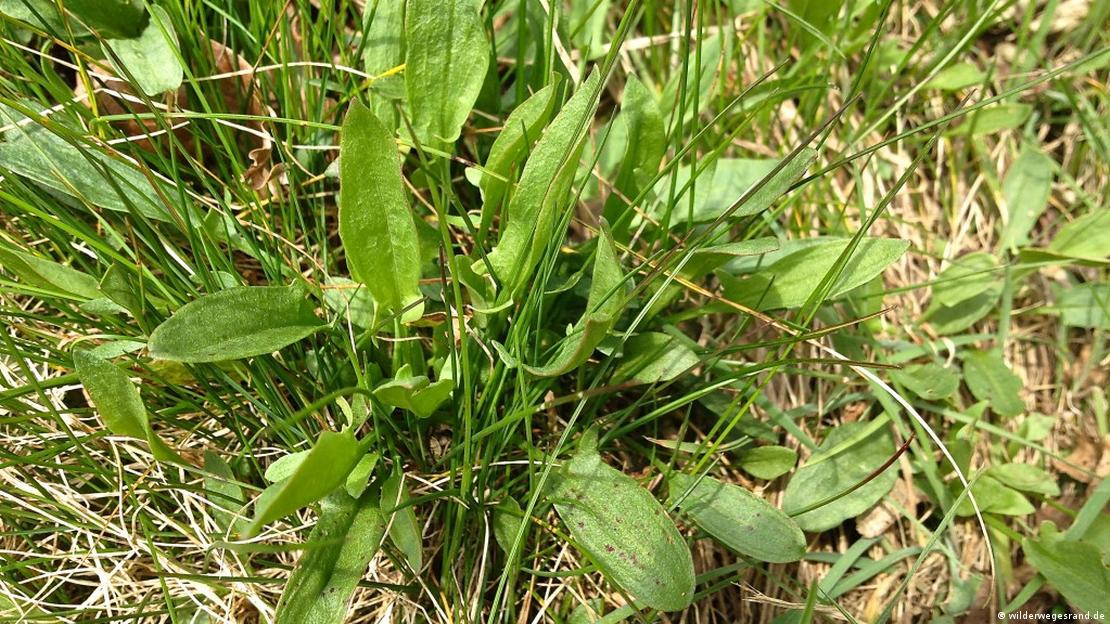 штавел, латинско име - Rumex acotosa